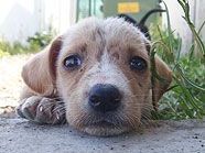 Danke des Erste-Hilfe-Kurses kann man im Ernstfall auch den besten Freund des Menschen retten. Danke des Erste-Hilfe-Kurses kann man im Ernstfall auch den besten Freund des Menschen retten.