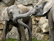 Jungtiere Mongu und Kino im Tiergarten Schönbrunn