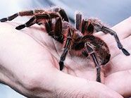 Eine ganze Tiermenagerie musste gerettet werden, so auch diverse Vogelspinnen. Eine ganze Tiermenagerie musste gerettet werden, so auch diverse Vogelspinnen.