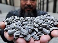 Ai Weiwei mit einigen der 100 Mio. Porzellankernen. Ai Weiwei mit einigen der 100 Mio. Porzellankernen.
