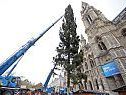 Der neue Christbaum ist eine 74 Jahre alte Fichte aus dem Mühlviertel. Der neue Christbaum ist eine 74 Jahre alte Fichte aus dem Mühlviertel.