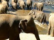40.000 Hektar für wilde Elefanten & Co.