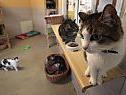 660 Katzen befinden sich derzeit im Tierschutzhaus