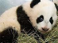 Panda-Baby Fu Hu zeigte sich von seiner Taufe unbeeindruckt.