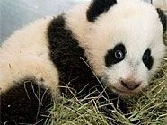 Panda-Baby Fu Hu zeigte sich von seiner Taufe unbeeindruckt.