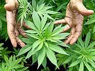16 Cannabispflanzen hatte der 38-Jährige in 1150 Wien angebaut.