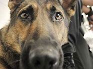 Die Hundezone nahe des Angelibades ist vorrübergehend gesperrt. Die Hundezone nahe des Angelibades ist vorrübergehend gesperrt.