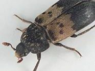 Die Speckkäfer halten im Augenblick das Leopoldstädter Bezirksamt in Atem. Die Speckkäfer halten im Augenblick das Leopoldstädter Bezirksamt in Atem.