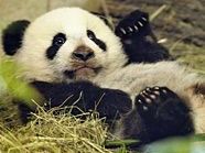 Tierische Freude in Schönbrunn über den Titel "Bester Zoo Europas" Tierische Freude in Schönbrunn über den Titel "Bester Zoo Europas"