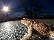Achtung Autofahrer: Die Kröten wandern wieder. Achtung Autofahrer: Die Kröten wandern wieder.
