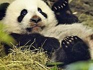 Artenschutz und Tierhaltung sicherten dem Schönbrunner Zoo abermals Platz1. Artenschutz und Tierhaltung sicherten dem Schönbrunner Zoo abermals Platz1.