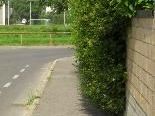 Der Heckenschnitt unterliegt bei Verkehrsflächen besonderen Bedingungen. Der Heckenschnitt unterliegt bei Verkehrsflächen besonderen Bedingungen.