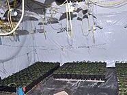 Gut getarnt betrieben die Marihuana-Bauern in Neubau ihre Plantage. Gut getarnt betrieben die Marihuana-Bauern in Neubau ihre Plantage.