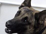 Ein Malinoisrüde biss zwei Zweijährige. Ein Malinoisrüde biss zwei Zweijährige.