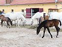 Spanische Hofreitschule soll Köflach unterstützen Spanische Hofreitschule soll Köflach unterstützen