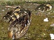 Eine junge Entenfamilie hat sich in Penzing niedergelassen.