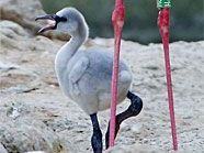 Im Tiergarten Schönbrunn freut man sich über Flamingo-Nachwuchs.