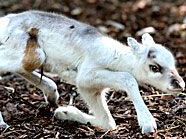 Noch ein bisschen wacklig auf den Beinen sind die jungen Rentiere im Tiergarten Schönbrunn.