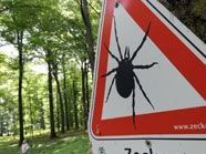 Zeckengefahr: nur impfen schützt Zeckengefahr: nur impfen schützt