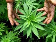 Der Wiener soll am Verkauf von etwa 900 Kilo Cannabis beteiligt gewesen sein. Der Wiener soll am Verkauf von etwa 900 Kilo Cannabis beteiligt gewesen sein.