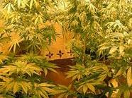"Nur für den Eigenbedarf", so die Erklärung der Beschuldigten für die Cannabis-Plantage.