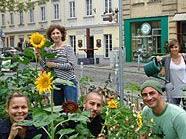 Hunderte Sonnenblumen blühen derzeit in 1070 Wien.