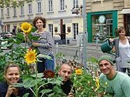 Hunderte Sonnenblumen blühen derzeit in 1070 Wien.