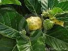 Noni Frucht aus Tahiti!!! Noni Frucht aus Tahiti!!!
