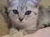 Zehn Wochen alte Britisch Kurzhaar Katze
