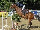 Bei den 45. Montafoner Pferdesporttagen haben sich neben heimischen Springgrößen auch internationale Topreiter angekündigt. Bild: 14. August 2010. Bei den 45. Montafoner Pferdesporttagen haben sich neben heimischen Springgrößen auch internationale Topreiter angekündigt. Bild: 14. August 2010.