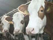 Vier Pfoten fordern stärkere Kontrollen bei Tierhaltung, Symbolbild Vier Pfoten fordern stärkere Kontrollen bei Tierhaltung, Symbolbild