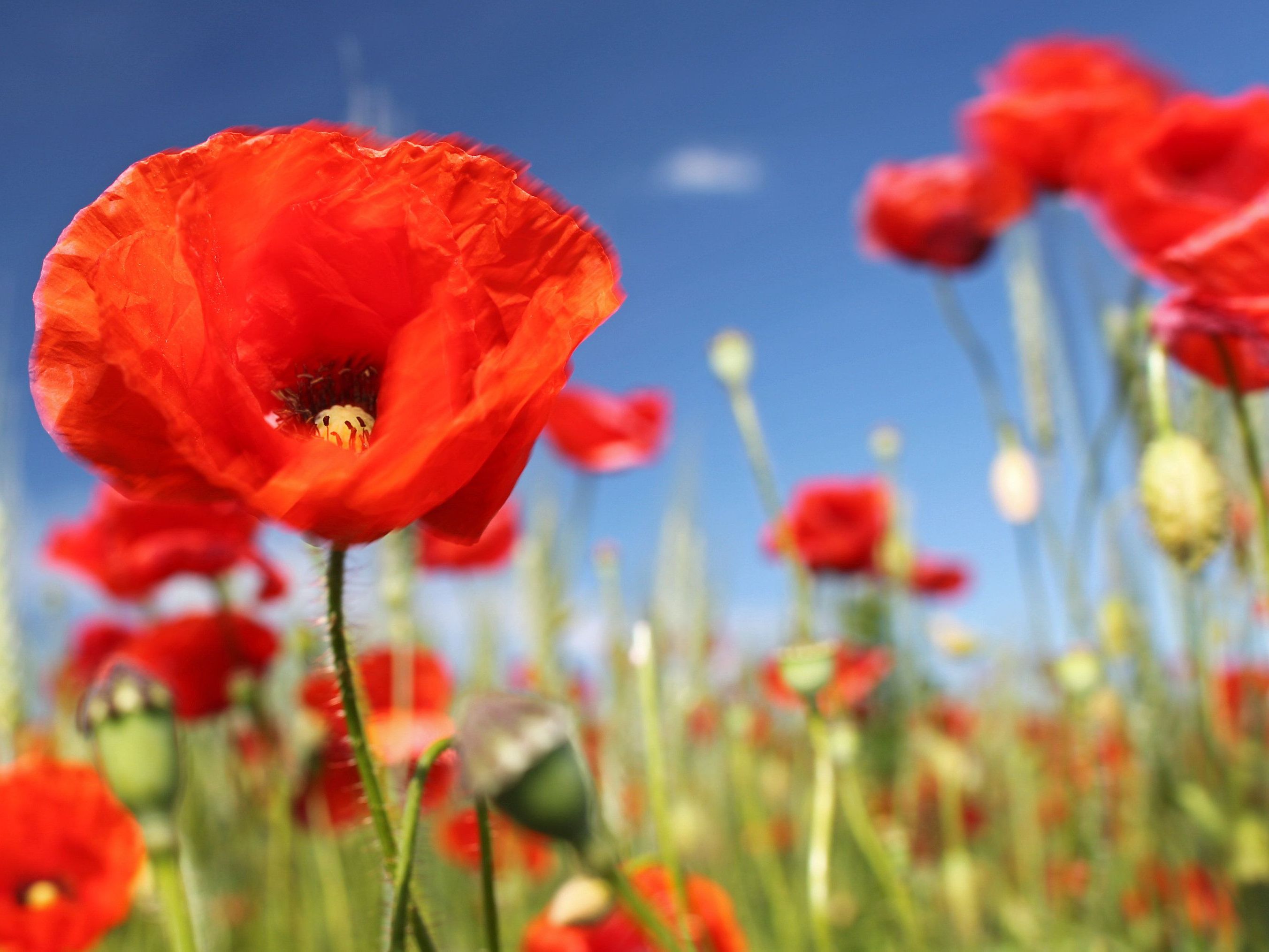 Mohnblume oder Klatschrose genannt, galt früher als bedeutsame Heilpflanze. Mohnblume oder Klatschrose genannt, galt früher als bedeutsame Heilpflanze.