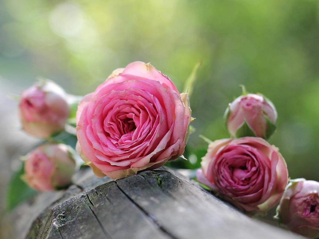 Tipps und Tricks zur Rosenpflege