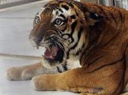 Ausgehungert und verletzt: Die Tiere im Zoo von Tripolis
