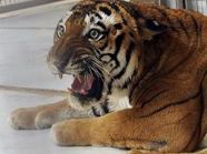 Ausgehungert und verletzt: Die Tiere im Zoo von Tripolis Ausgehungert und verletzt: Die Tiere im Zoo von Tripolis