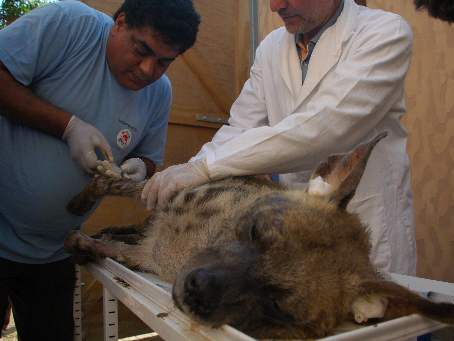 Eine Hyäne wird von Vier-Pfoten-Spezialisten behandelt
