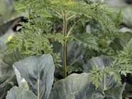 Ragweed-Pflanze breitet sich rasend schnell aus
