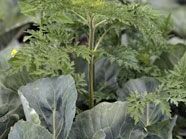 Ragweed-Pflanze breitet sich rasend schnell aus Ragweed-Pflanze breitet sich rasend schnell aus