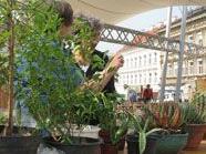 Wenn der Herbst kommt, sollten Mittelmeerpflanzen in professionelle Gärtner-Hände!