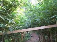 Zwei Cannabisplantagen in Österreich entdeckt