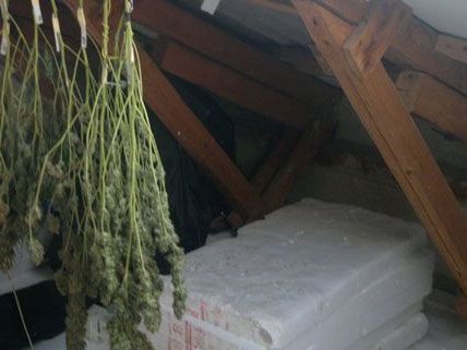 Polizei findet 1.000 Gramm Cannabiskraut Polizei findet 1.000 Gramm Cannabiskraut