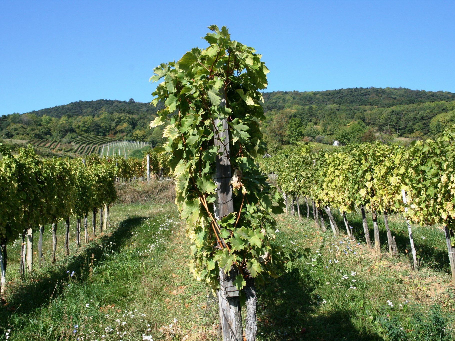 Weinberg bei Gumpoldskirchen Weinberg bei Gumpoldskirchen