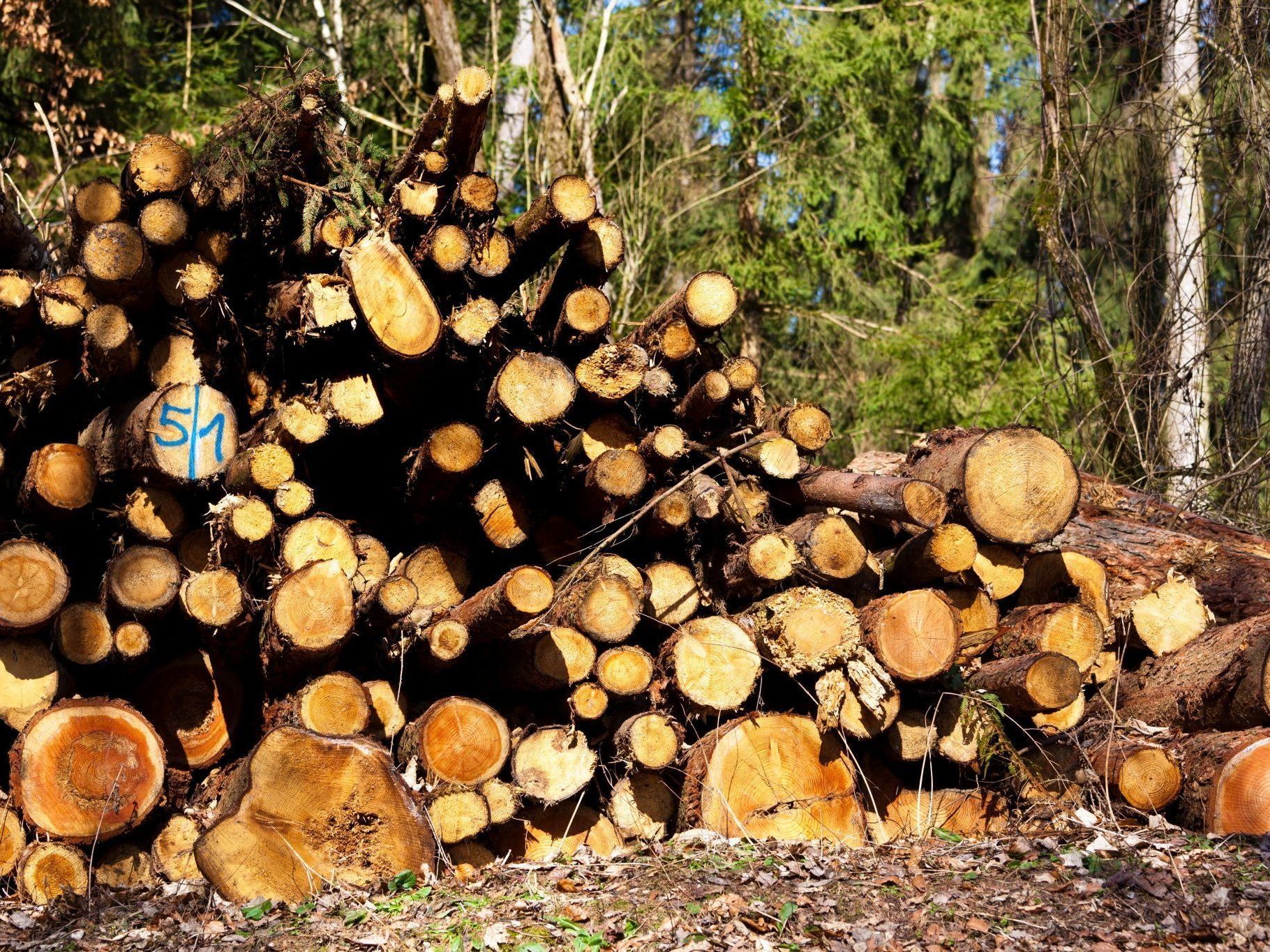 260.000 Euro aus dem Vorarlberger Waldfonds bewilligt 260.000 Euro aus dem Vorarlberger Waldfonds bewilligt