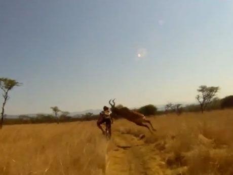 Übel erwischt: Die Antilope rammt den Radler mit voller Wucht