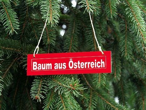 Das Burgenland spendiert den Wienern einen Christbaum Das Burgenland spendiert den Wienern einen Christbaum