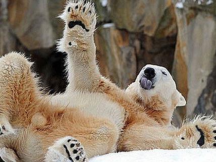Ein schöneres Leben erwartet die Eisbären in Schönbrunn ab 2014. Oder nicht?
