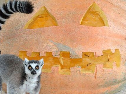 Für die Kattas in Schönbrunn gibt's zu Halloween Kürbisse Für die Kattas in Schönbrunn gibt's zu Halloween Kürbisse