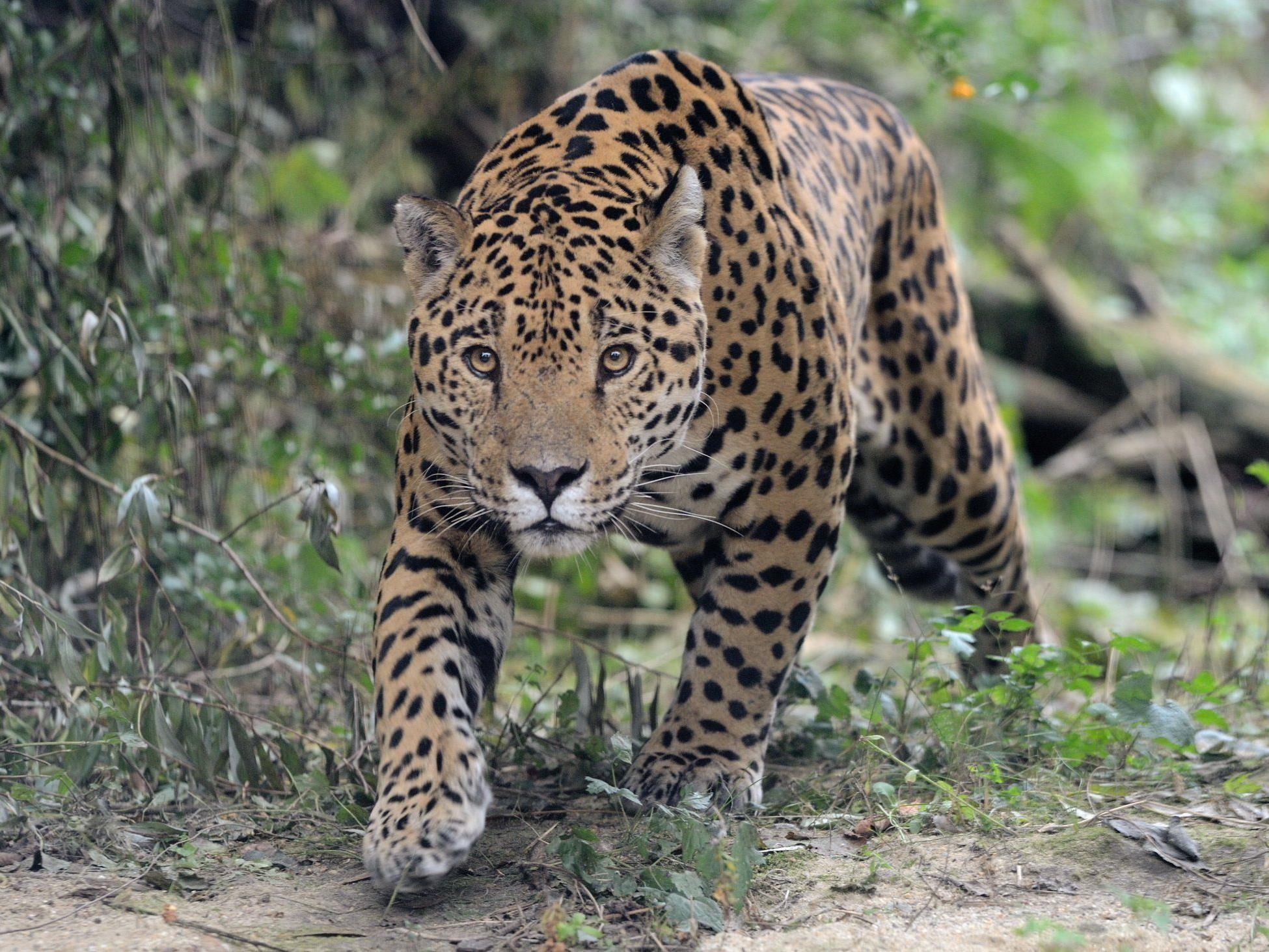 Eines der beiden Jaguar-Weibchen bei Erkunden vom Tiergarten Schönbrunn.