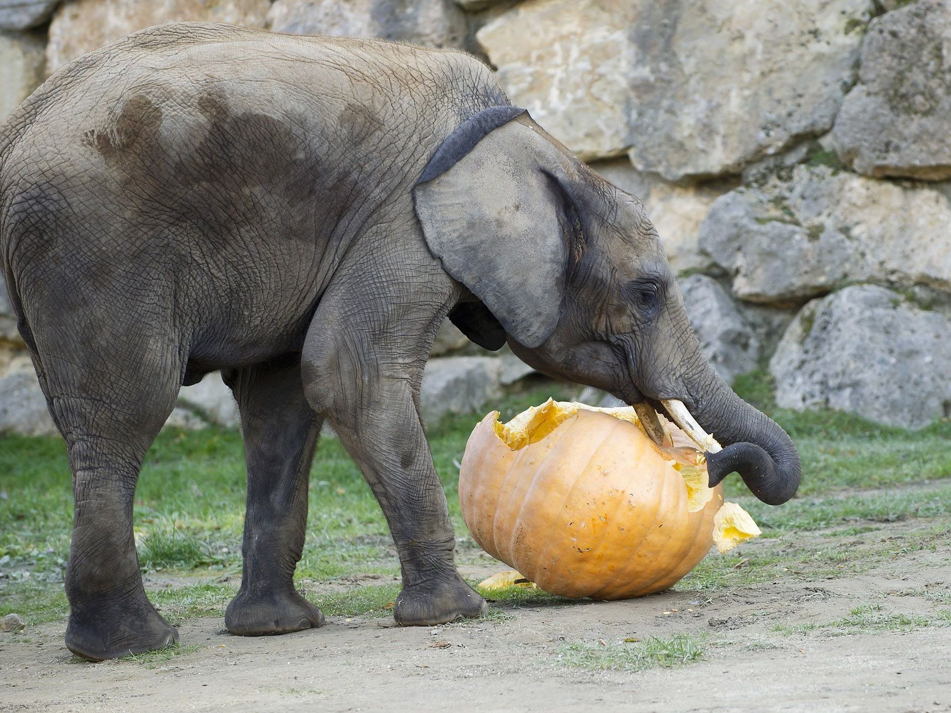 Die Elefanten genießen die Abwechslung im Tiergarten Schönbrunn. Die Elefanten genießen die Abwechslung im Tiergarten Schönbrunn.