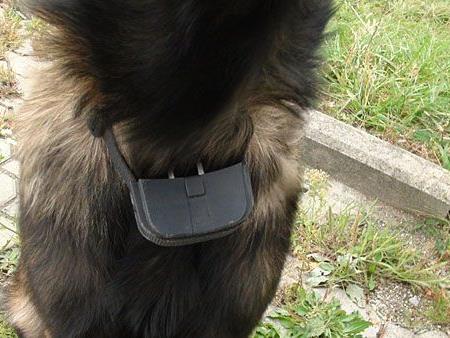 Vier Pfoten und Wiener Tierschutzverein befreien Schäferhund von Elektroschockgerät
